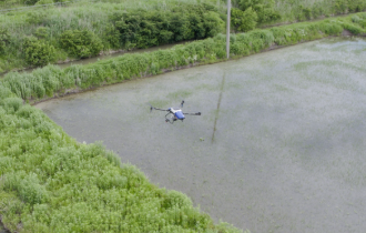 Heilongjiang | La fumigación de arroz con drones abre una nueva era en la agricultura
