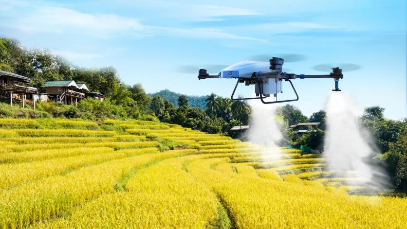 Dron agrícola fumigando trigo