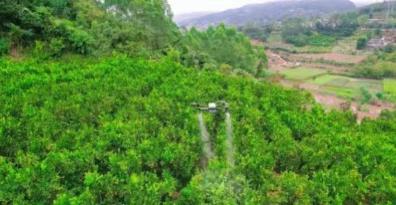 Robot EAVISION: tecnología transforma métodos de producción de árboles frutales en xishuangbanna
