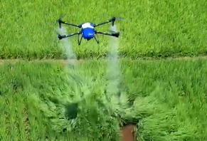 El abejón de la agricultura de la alta precisión rocía el campo del arroz con repelente de insectos
