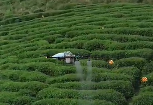 El área del té de Taiwán explora el uso de drones para aliviar la escasez de mano de obra
