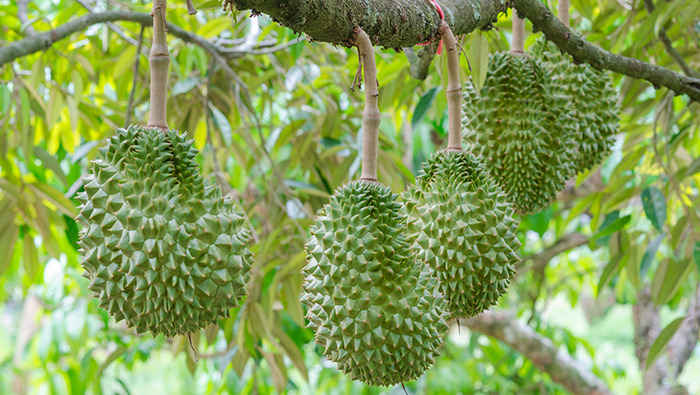 Comparación y verificación del efecto de la pulverización de productos fitosanitarios de durian