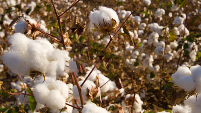 ¿Qué forma de dosificación debo elegir para la protección de plantas de zánganos de algodón?