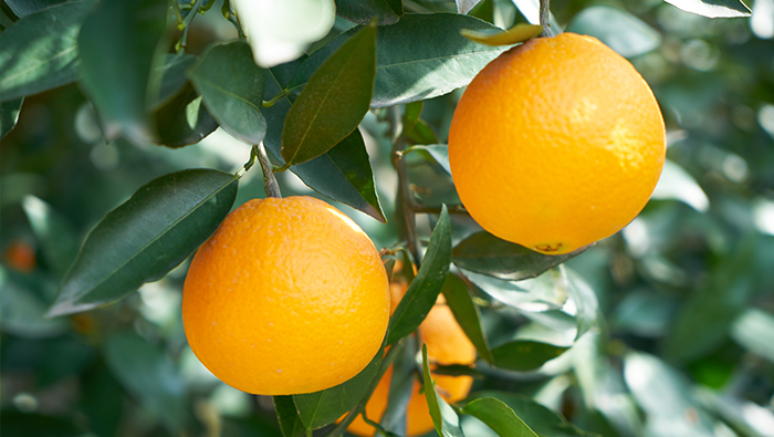 20 litros/acre para golpear árboles frutales? Sr. Lin: uso 1,5 litros/acre para administrar 3000 acres de naranjas