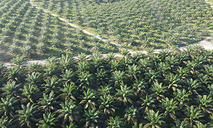 Aplicación de rociado localizado de palma aceitera en Indonesia