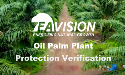 Verificación de protección de plantas de palma aceitera con rociador de drones