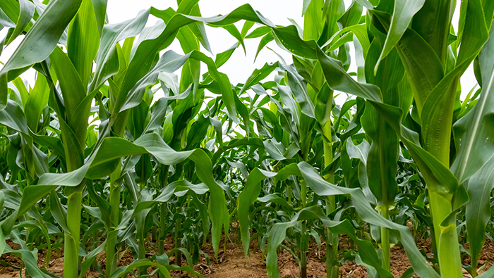 Verificación de fitosanitarios de maíz por fumigador dron EAVISION, alto efecto de control y baja pérdida económica