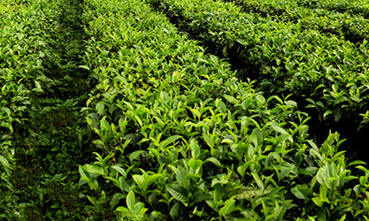 thor-ea2021a para jardín de té
